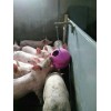 Mastipaille - Jouet bien-être porc pour stocker et jouer avec la paille